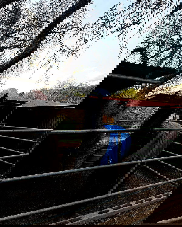 carolinezalog carolinezalog archive image