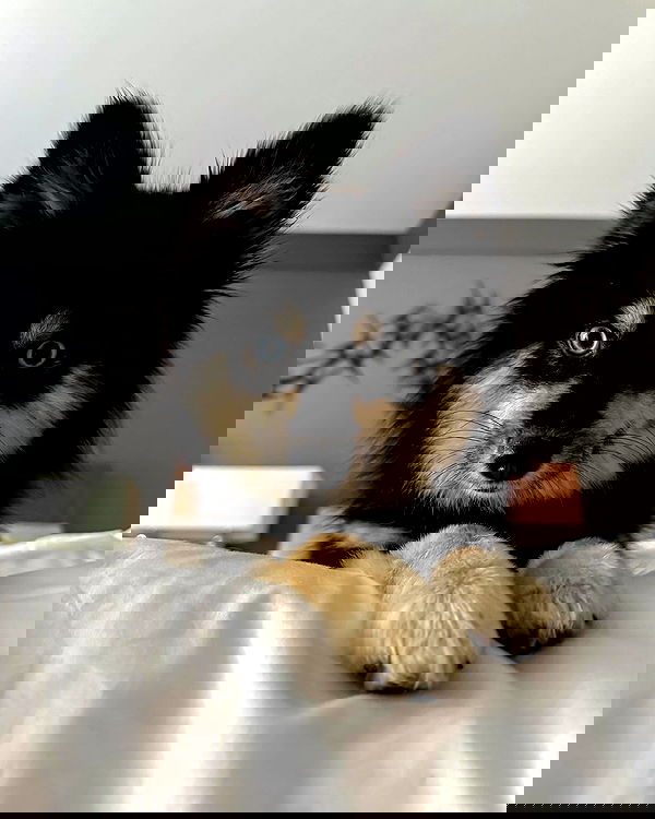 carolinezalog carolinezalog archive image