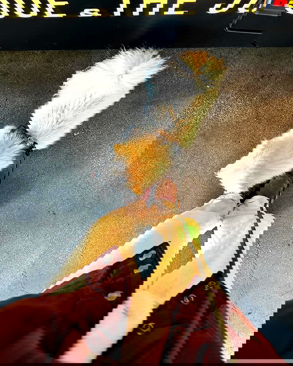 carolinezalog carolinezalog archive image