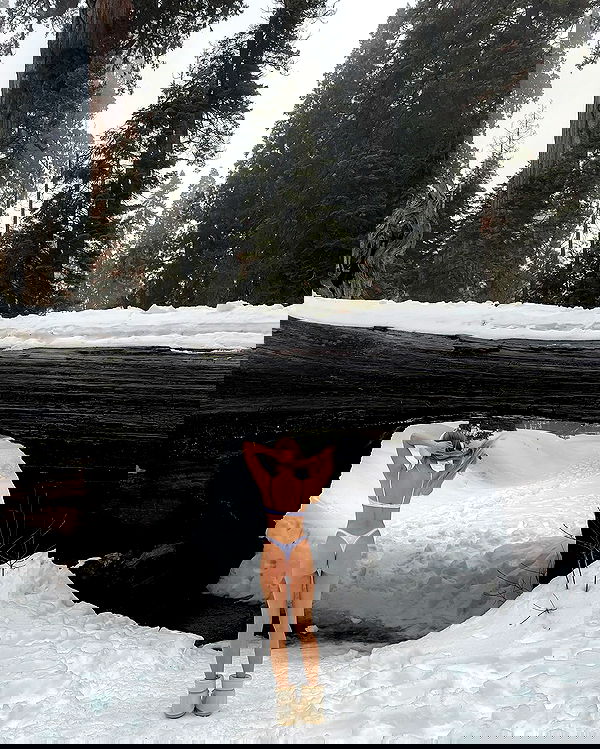 carolinezalog carolinezalog archive image