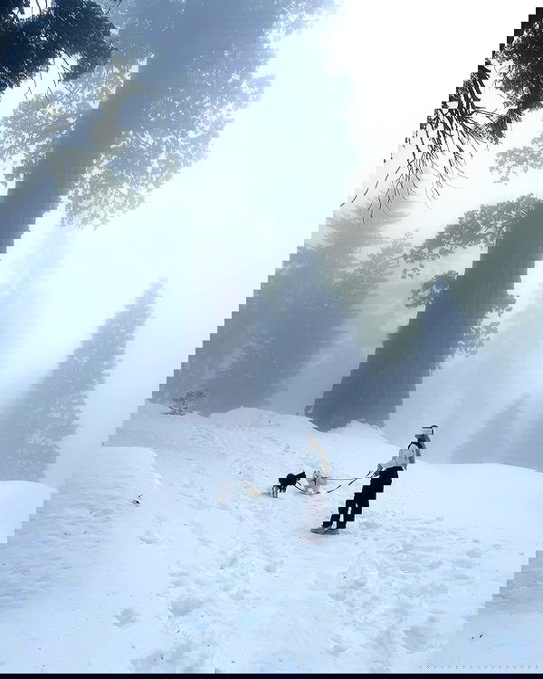 carolinezalog carolinezalog archive image