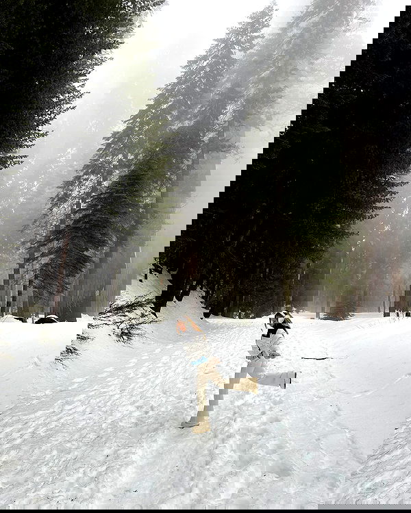 carolinezalog carolinezalog archive image