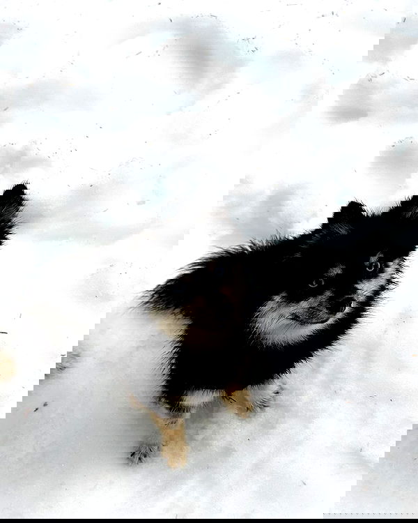 carolinezalog carolinezalog archive image