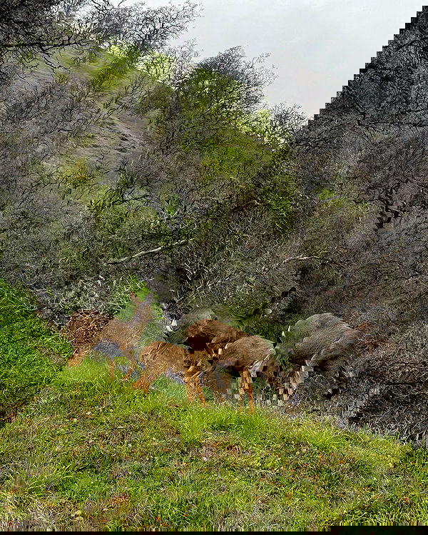 carolinezalog carolinezalog archive image