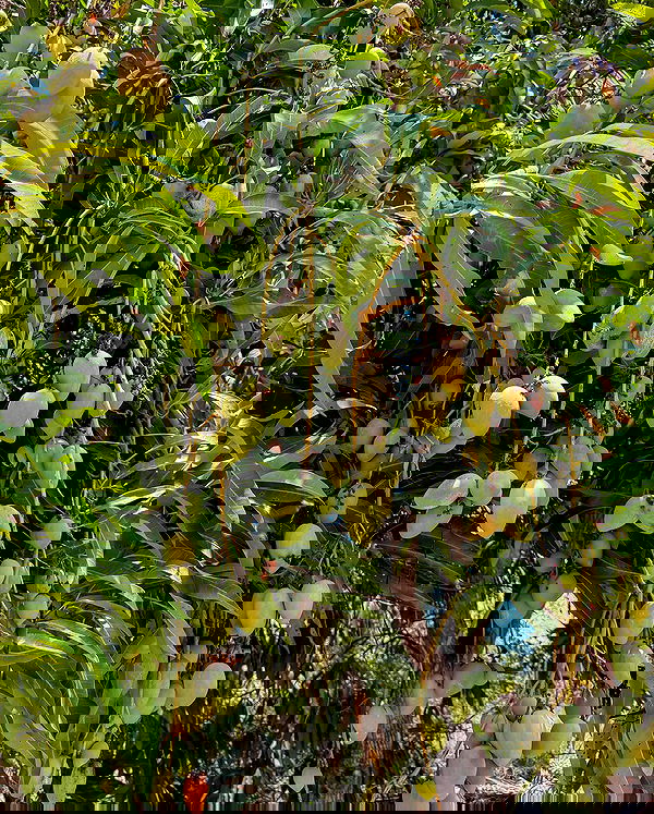 carolinezalog carolinezalog archive image