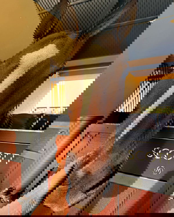 carolinezalog carolinezalog archive image