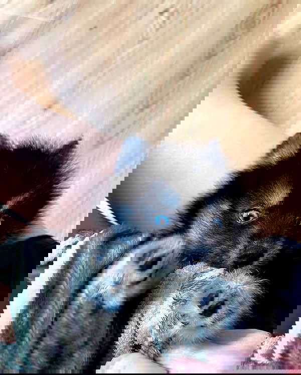 carolinezalog carolinezalog archive image