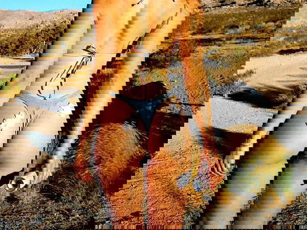 carolinezalog carolinezalog archive image