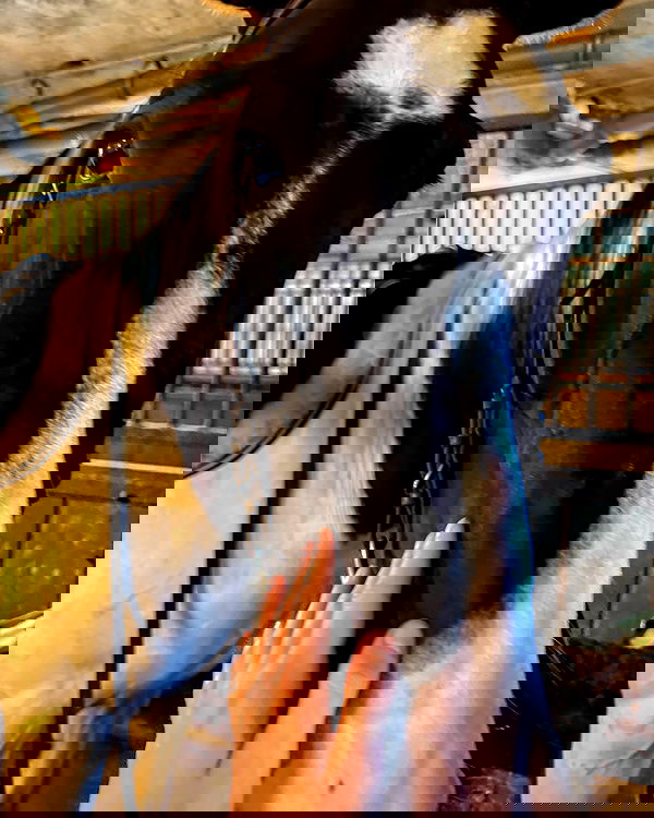 carolinezalog carolinezalog archive image