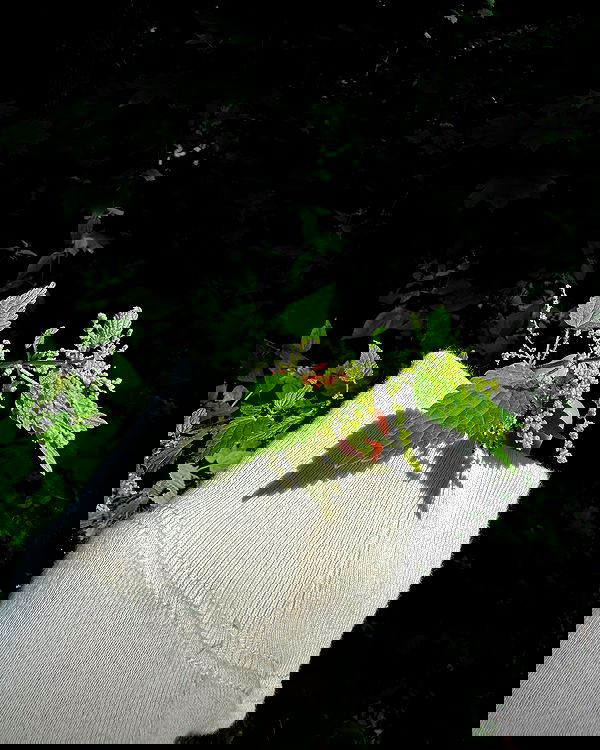 carolinezalog carolinezalog archive image