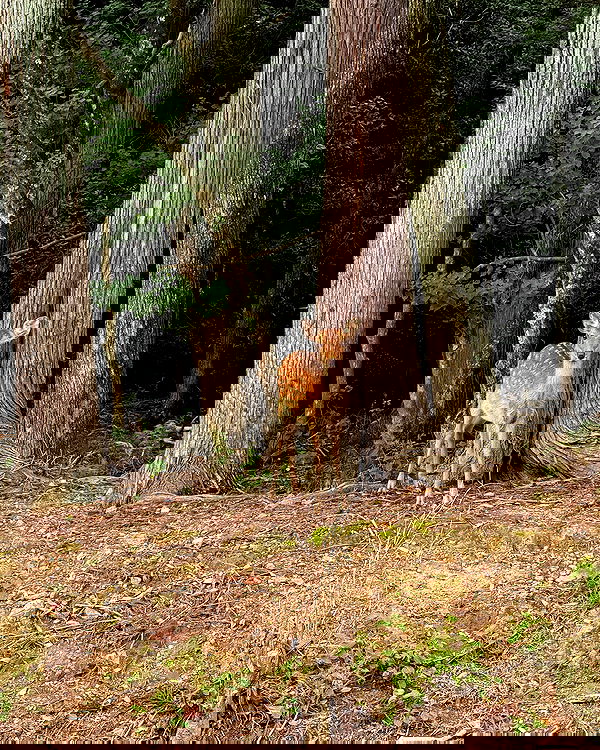 carolinezalog carolinezalog archive image