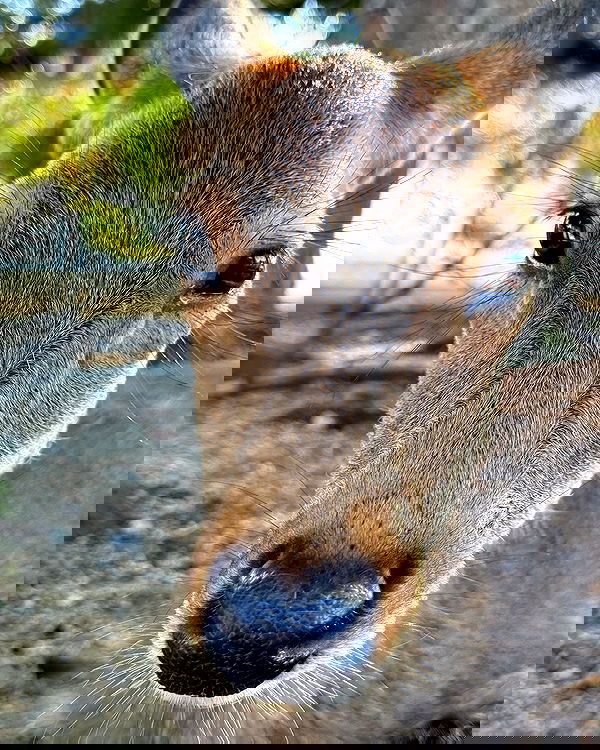 carolinezalog carolinezalog archive image