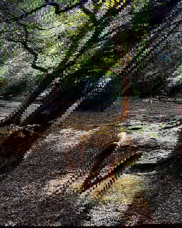 carolinezalog carolinezalog archive image