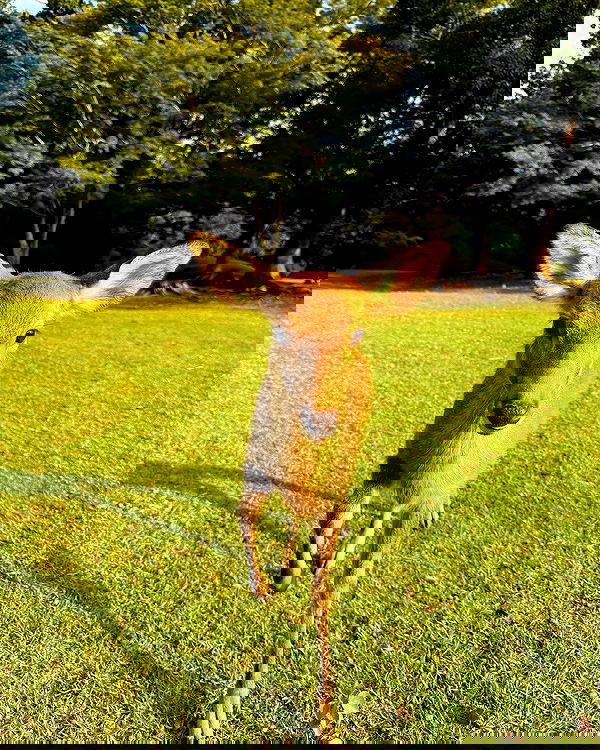 carolinezalog carolinezalog archive image