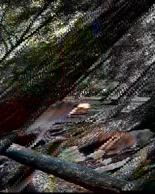 carolinezalog carolinezalog archive image