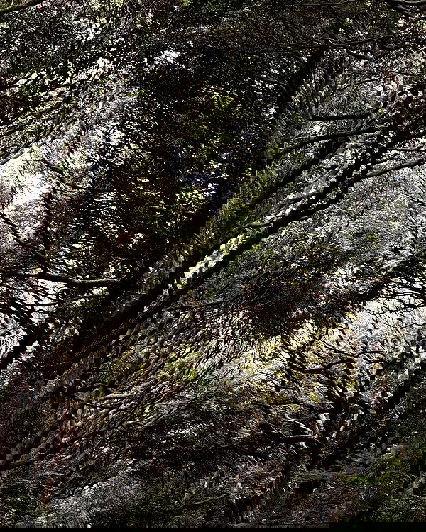 carolinezalog carolinezalog archive image