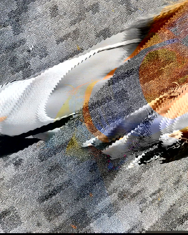 carolinezalog carolinezalog archive image