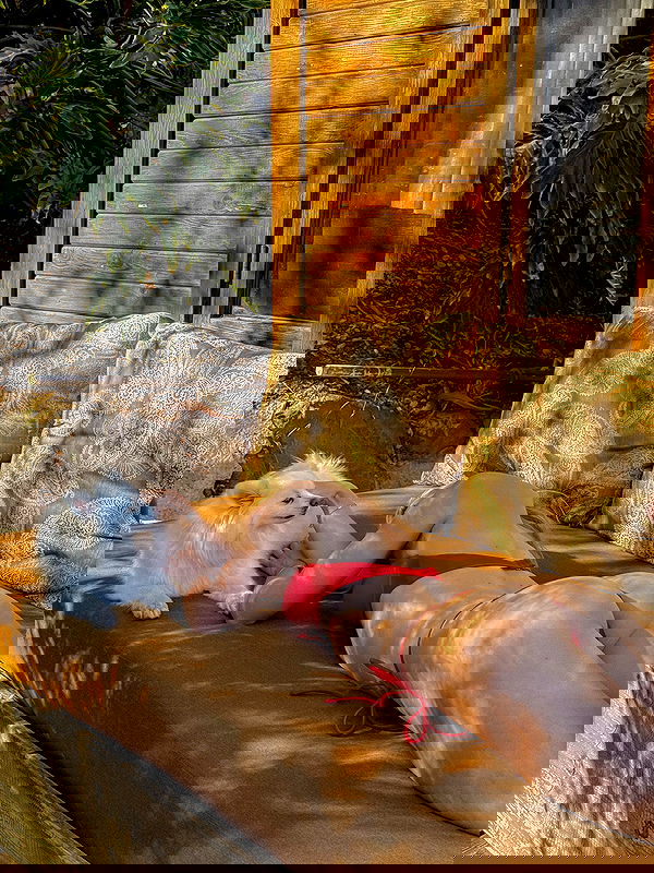 carolinezalog carolinezalog archive image