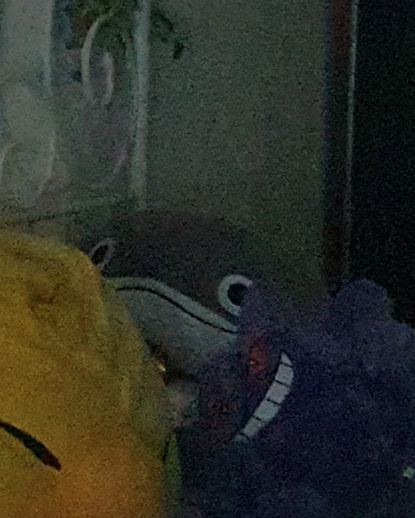 cata.leyah instagram image archive image