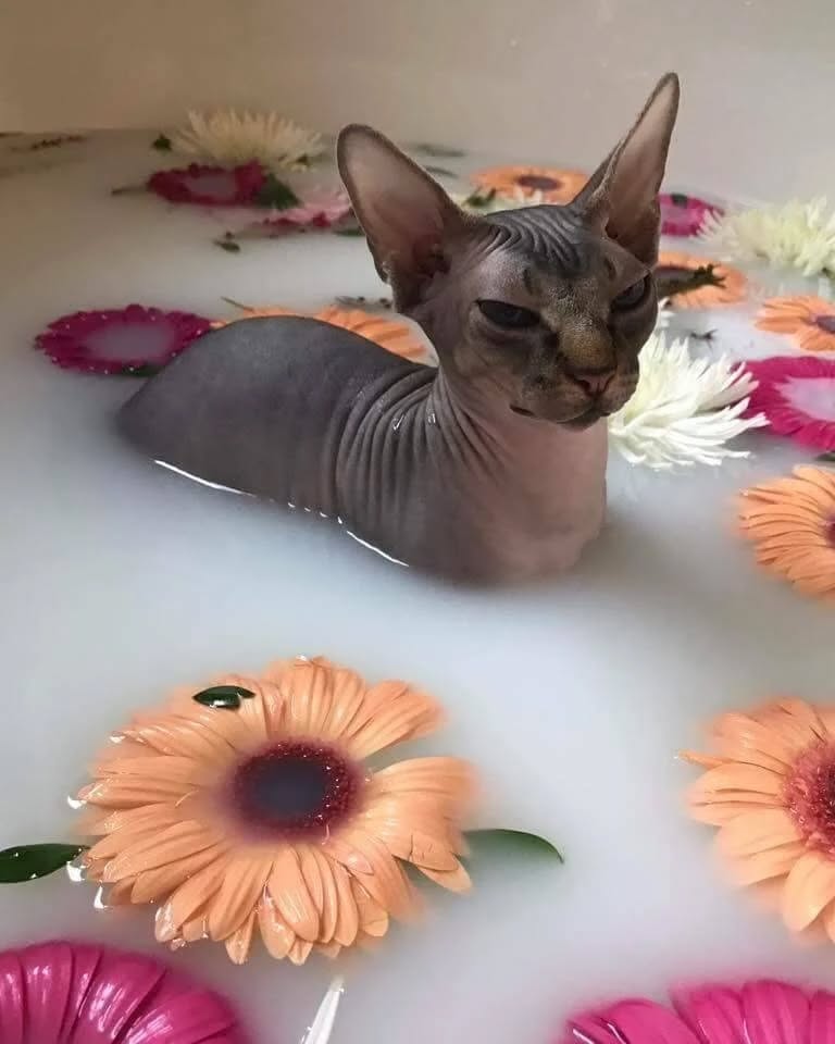 cata.leyah instagram image archive image