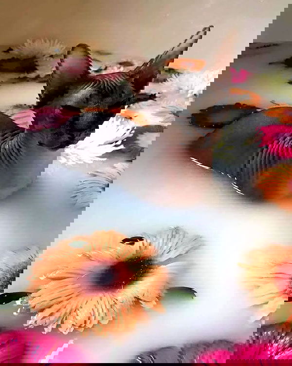 cata.leyah image ~ Altpins