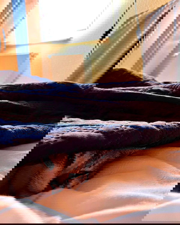 cata.leyah image ~ Altpins