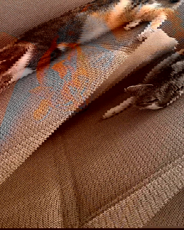 cata.leyah image ~ Altpins