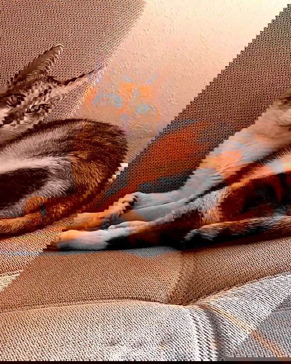 cata.leyah image ~ Altpins