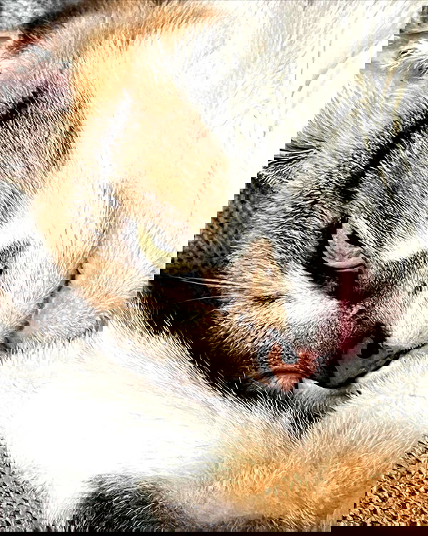 cata.leyah image ~ Altpins