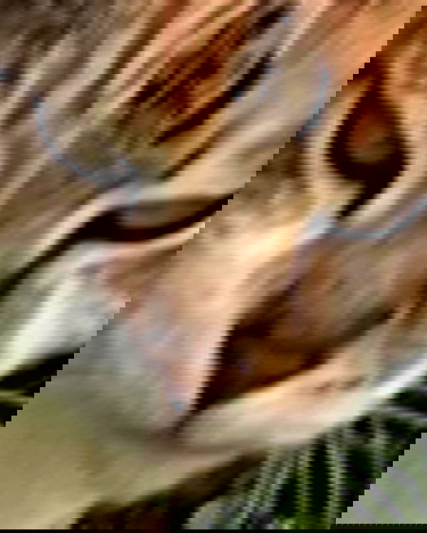 cata.leyah image ~ Altpins