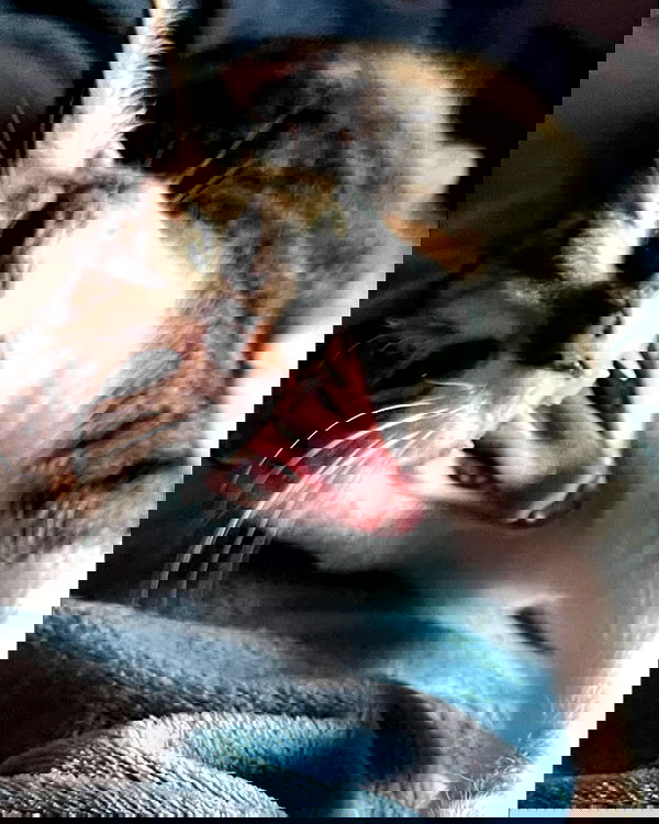 cata.leyah image ~ Altpins