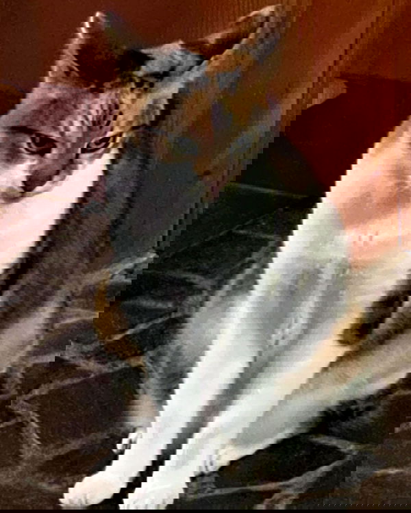 cata.leyah image ~ Altpins