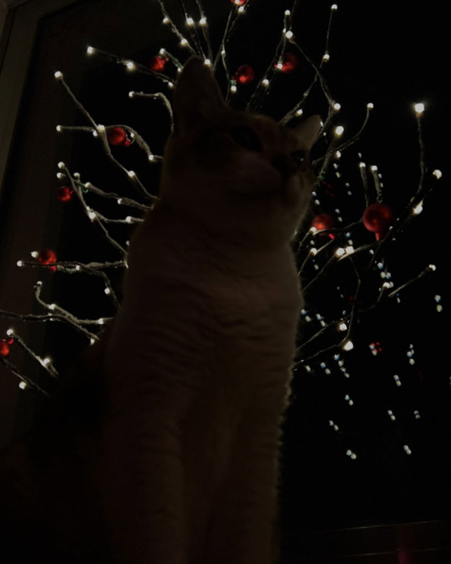 cata.leyah instagram image archive image