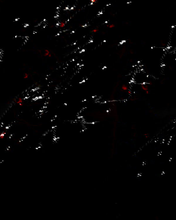 cata.leyah image ~ Altpins