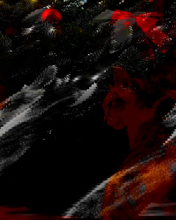 cata.leyah image ~ Altpins