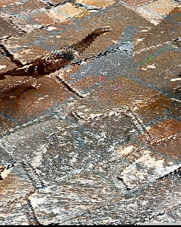 cata.leyah image ~ Altpins