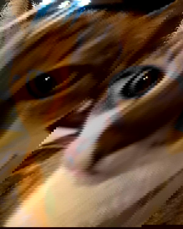 cata.leyah image ~ Altpins