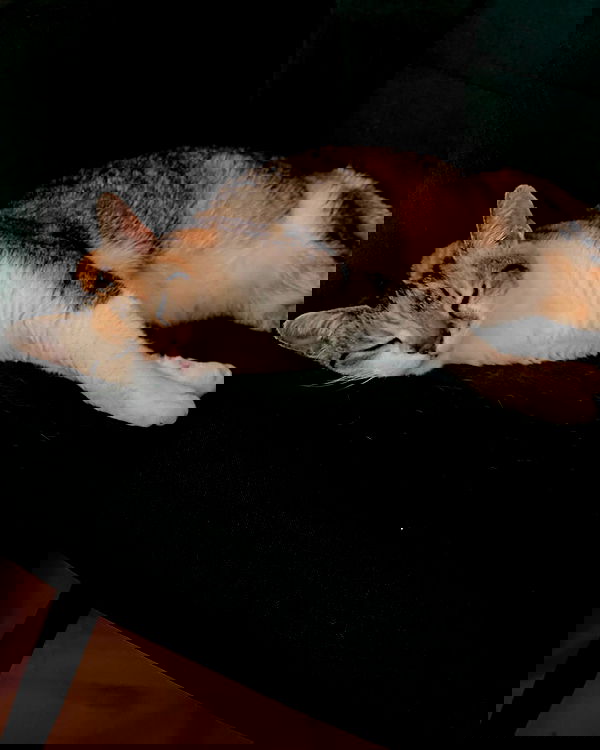 cata.leyah image ~ Altpins