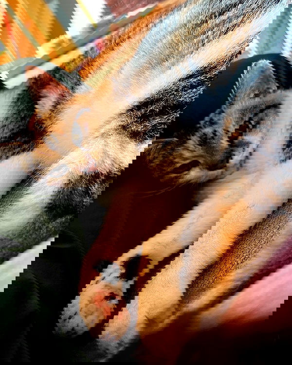 cata.leyah image ~ Altpins