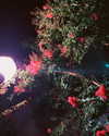 catherine__roze Altpins Profile Picture