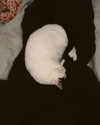 catherine__roze Altpins Profile Picture