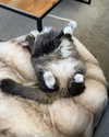 catherine__roze Altpins Profile Picture