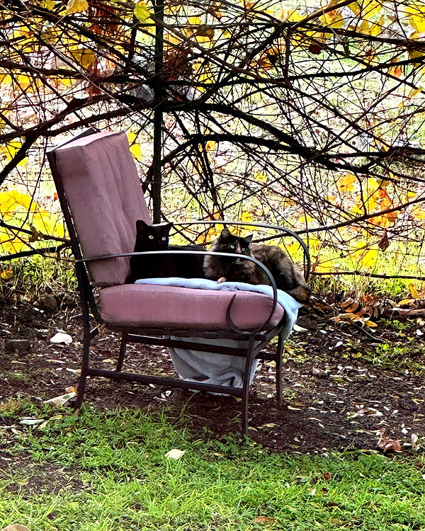 catherine__roze catherine__roze archive image
