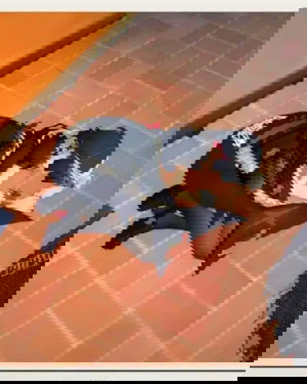 celebi.cos image ~ Altpins