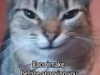 cellow111 Altpins Profile Picture