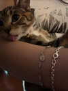 cellow111 Altpins Profile Picture