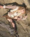 chanrio.u_u Altpins Profile Picture