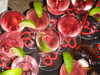 charli_xcx Altpins Profile Picture