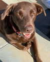 charlidamelio Altpins Profile Picture