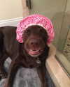 charlidamelio Altpins Profile Picture